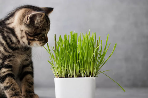 Cat Herb